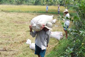 Đồng Tháp: Tăng cường thanh tra, kiểm tra chất lượng phân bón hữu cơ