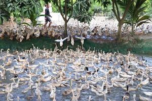 Xử lý nghiêm doanh nghiệp vi phạm hợp đồng thuê đất của người dân