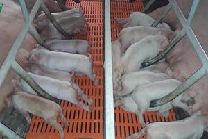 Thịt lợn hơi tăng trở lại, vượt qua ngưỡng 100.000 đồng/kg
