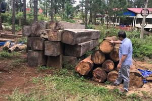 Rừng vẫn bị tàn phá dữ dội