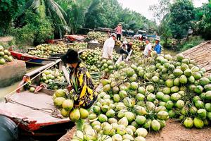 Xây dựng Bến Tre trở thành trung tâm trái cây đặc sản vùng ĐBSCL