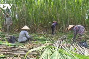 Ngành mía đường đang chịu “cú đấm kép” từ dịch Covid-19 và ATIGA