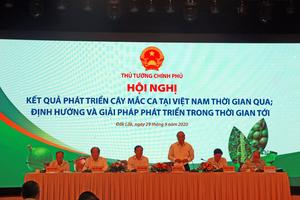 Phát triển cây mắc ca Việt Nam thành ngành hàng mới, doanh thu 1 tỷ USD năm 2030