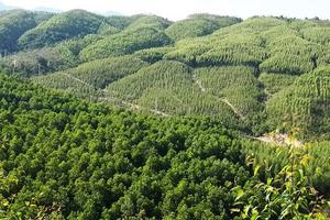 Nghiên cứu cơ chế áp dụng chỉ số môi trường rừng
