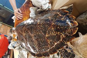 Tây Ninh: Bắt quả tang vụ buôn bán tiêu bản rùa biển lớn nhất năm
