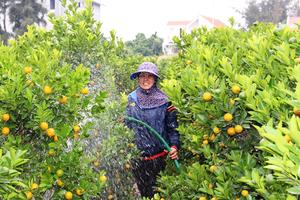 Đào, quất… “chờ Xuân"