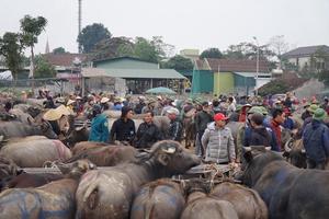 Độc đáo phiên chợ trâu, bò lớn nhất vùng Bắc Trung Bộ tại xứ Nghệ
