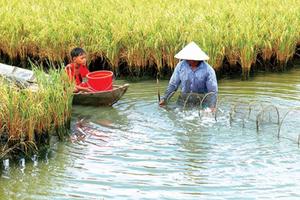 Xây dựng tiêu chí xác định các dự án, nhiệm vụ thích ứng với biến đổi khí hậu
