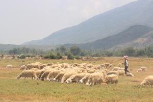 Mùa Xuân của những người chăn cừu thuê