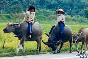 Món ăn, bài thuốc từ con trâu