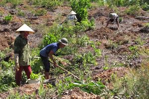 Buông lỏng quản lý, sử dụng đất không đúng mục đích đất có nguồn gốc từ nông, lâm trường