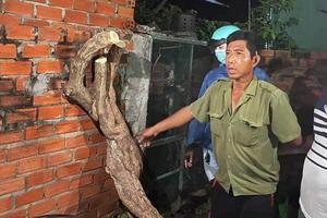 Đã tìm ra kẻ chặt cây hoa giấy ở Vũng Tàu