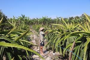 Đồng hành cùng nông dân chuyển đổi cơ cấu cây trồng, vật nuôi