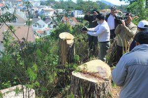 Khẩn trương làm rõ vụ chặt thông cổ thụ ở trung tâm TP Đà Lạt