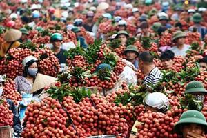 Đảm bảo an toàn, chất lượng cho mùa vải thiều sắp tới