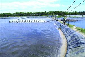 Nhân rộng mô hình rừng - tôm cho lợi ích "kép" ở Trà Vinh