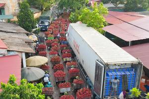 Ưu tiên lưu thông nhanh chóng xe chở vải thiều từ Bắc Giang
