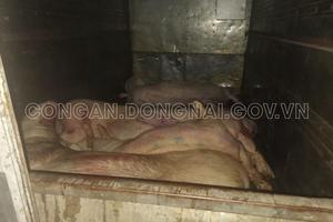 Phát hiện hơn 600kg thịt heo có dấu hiệu phân hủy trên đường đi tiêu thụ