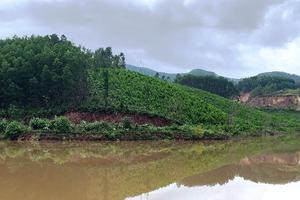 Quản lý đất rừng tại huyện Vân Đồn (Quảng Ninh)
Bài 1: "Nhức nhối" tồn tại, sai phạm