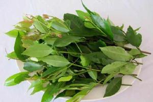 Rau rừng nảy mầm trên đất nhiễm phèn