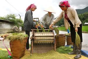 Cốm Tú Lệ - xứng danh “tinh hoa ẩm thực”