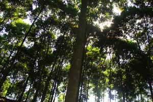 Bảo tồn và phát triển cây Quế Ngọc là sinh kế cho đồng bào miền núi