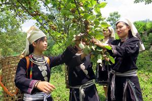  13 nhiệm vụ thực hiện Kế hoạch Phát triển vùng đồng bào dân tộc thiểu số và miền núi 