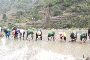 Mô hình trồng lúa nước giúp đồng bào Mông cải thiện đời sống