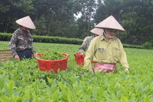 Biểu dương, lan tỏa các điển hình tiên tiến vùng đồng bào dân tộc thiểu số và miền núi 