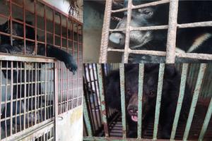 40 tỉnh, thành không còn tình trạng nuôi nhốt gấu lấy mật