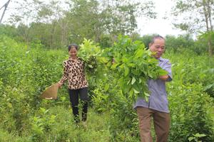 Xây dựng thương hiệu cây chè Thành Nam