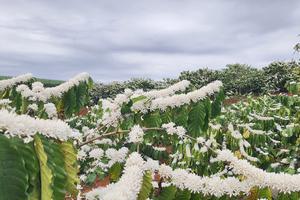 “Tháng ba, mùa hạnh phúc Tây Nguyên”