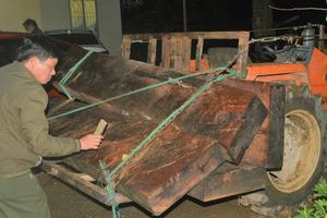 Mật phục bắt quả tang 3 đối tượng vận chuyển gỗ trái pháp luật