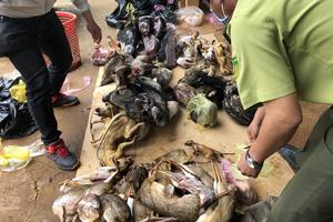 Phạt hàng trăm triệu đồng 1 cá nhân do vi phạm các quy định về bảo vệ động vật rừng