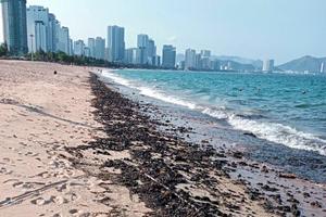 Biển Nha Trang đang bị đe dọa ô nhiễm môi trường