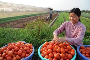 Mở rộng diện bao phủ BHXH với lao động tại hợp tác xã