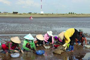 Nghêu được giá, người nuôi phấn khởi