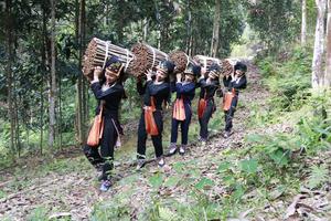 Văn Yên: Nâng tầm giá trị thương hiệu sản phẩm quế vươn xa