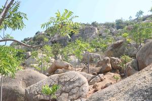 Tìm ra loại cây phủ xanh đồi sỏi đá, khô hạn