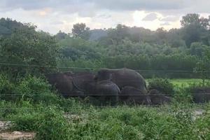 Hàng rào điện ngăn chặn đàn voi rừng “quậy phá”