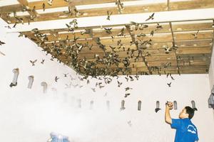 Tăng cường các giải pháp quản lý nuôi chim yến và xuất khẩu sản phẩm