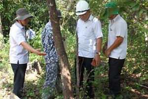 Điều tra vụ đầu độc hơn 200 cây rừng tự nhiên bằng hóa chất