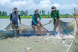 Hỗ trợ Quảng Trị hóa chất để phòng, chống dịch bệnh thủy sản