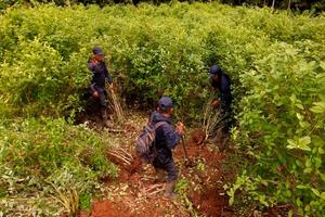 Colombia triển khai kế hoạch chống ma túy mới