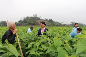 Yên Bái: Nâng cao năng suất, chất lượng sản xuất nông nghiệp gắn với xây dựng nông thôn mới