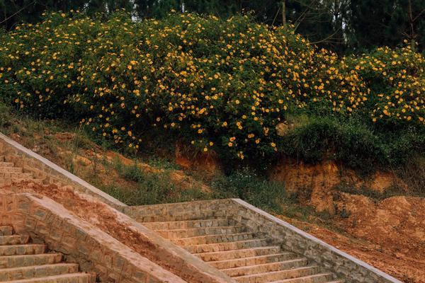 Rực rỡ mùa hoa dã quỹ trên cao nguyên hoa Đà Lạt