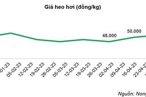 Giá heo hơi hồi phục: Triển vọng tăng trưởng cho các doanh nghiệp chăn nuôi