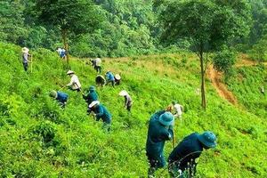 Đa dạng hóa, mở rộng nguồn thu từ các loại dịch vụ môi trường rừng