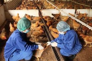 Bệnh nhân mắc cúm A/H5N1 tử vong, Bộ Y tế khuyến cáo người dân chủ động phòng, chống dịch