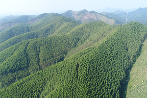 Kết luận thanh tra quản lý đất lâm nghiệp tại Yên Thế